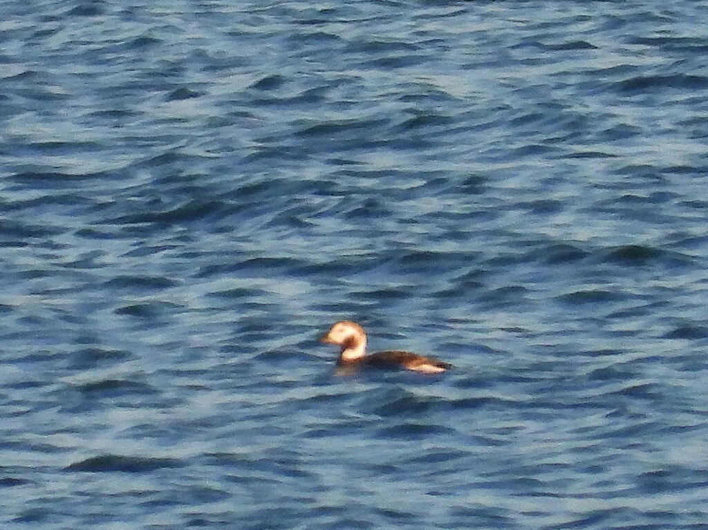 Photo of Long Tailed Duck